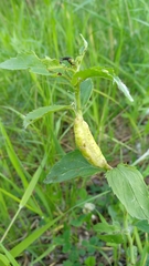 Gymnetron terminassianae