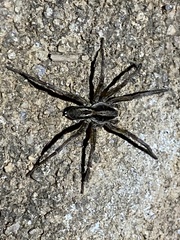 Lycosa erythrognatha