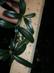 Pyracantha crenulata
