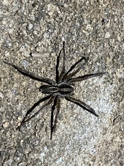 Lycosa erythrognatha