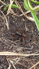 Trochosa terricola