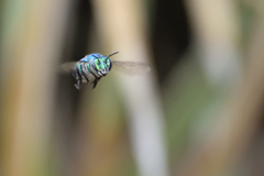 Euglossa