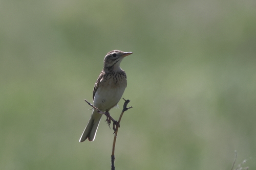 Pipit de Richard