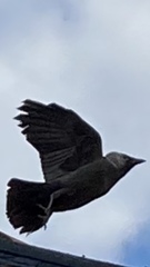 Corvus monedula