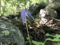 Clematis occidentalis dissecta