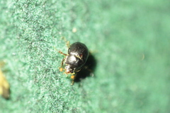 Odonteus armiger