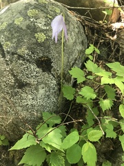 Clematis occidentalis dissecta