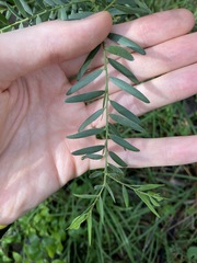 Acacia fimbriata