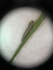 Anthocharis cardamines