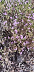Thymbra capitata