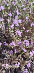 Thymbra capitata