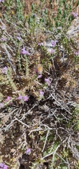 Thymbra capitata