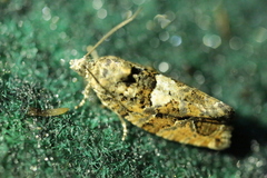 Eudemis