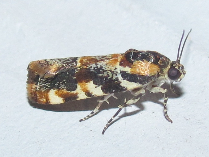 Spragueia jaguaralis