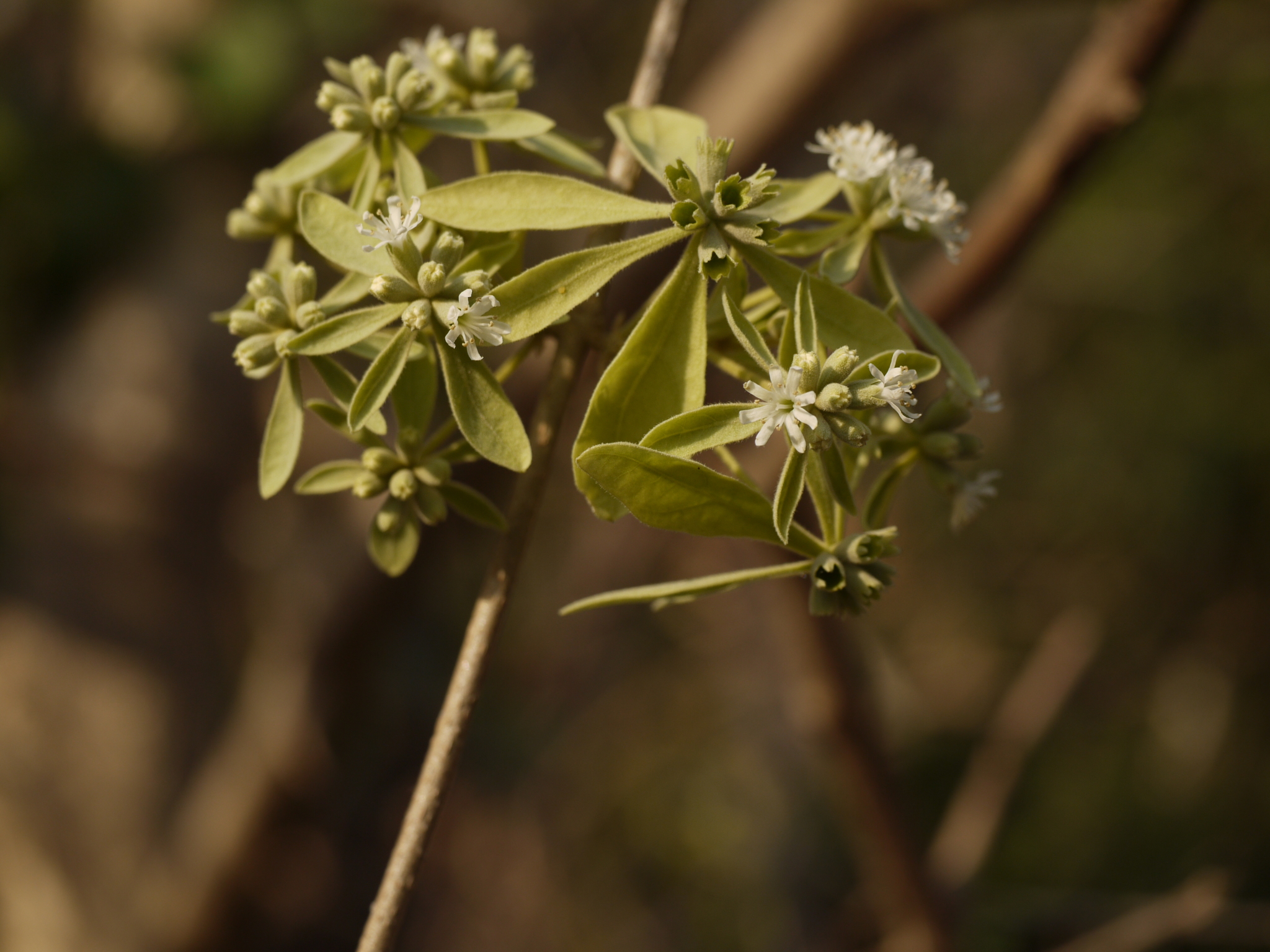 Symphorema involucratum Roxb.