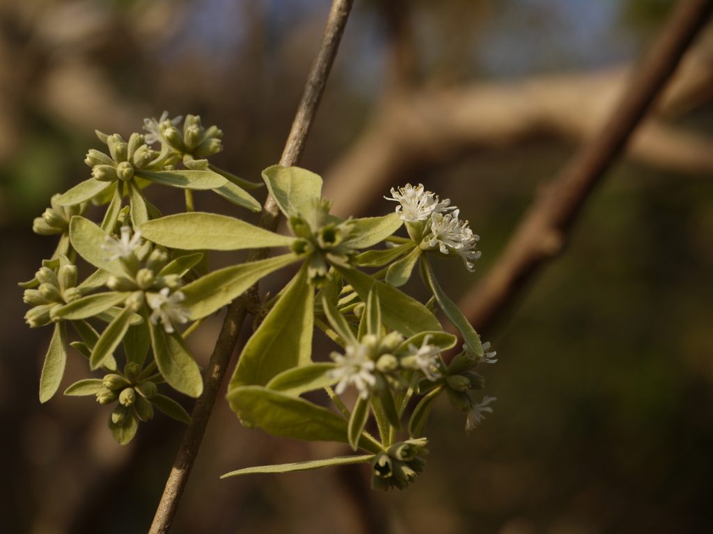 Symphorema involucratum (Symphorema involucratum)