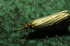 Chrysocrambus