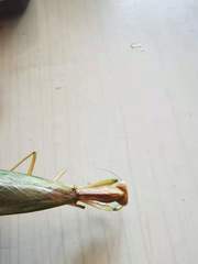 Dracomantis mirofraternus