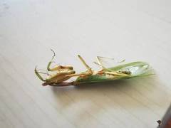 Dracomantis mirofraternus