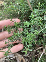 Hibbertia pedunculata