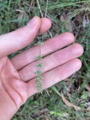 Echinopogon caespitosus
