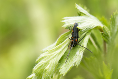 Phytoecia rufiventris