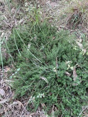 Hibbertia pedunculata