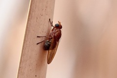 Meiosimyza appula