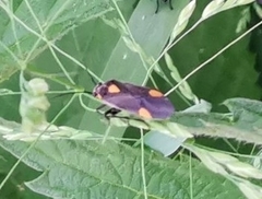 Capsodes flavomarginatus