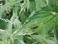 Capsodes flavomarginatus