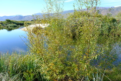 Salix mucronata mucronata