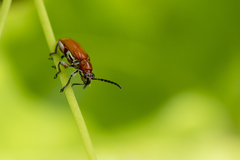 Lilioceris formosana