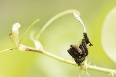 Lilioceris formosana
