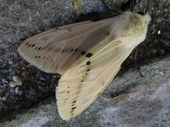 Spilarctia seriatopunctata