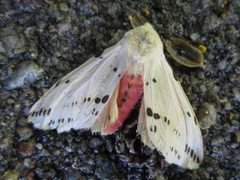 Spilarctia seriatopunctata