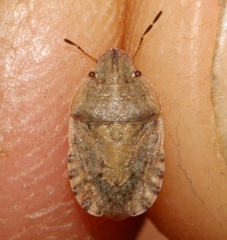 Sciocoris macrocephalus