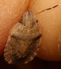 Sciocoris macrocephalus
