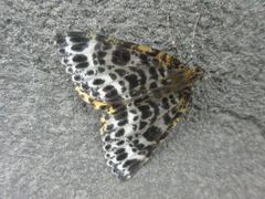 Arichanna melanaria