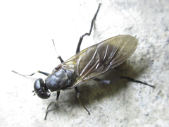 Ptecticus japonicus