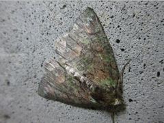 Dindica virescens