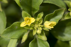 Lysimachia remota