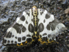 Gandaritis whitelyi