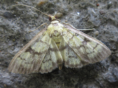 Goniorhynchus exemplaris