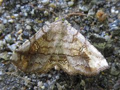 Pangrapta flavomacula