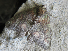 Dindica virescens