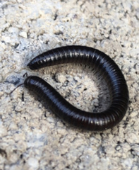 Cylindroiulus caeruleocinctus