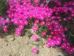 Delosperma cooperi