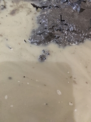 Pseudacris brachyphona