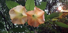 Brugmansia versicolor
