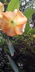 Brugmansia versicolor
